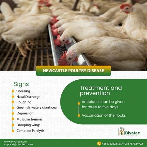 newcastle disease treatment